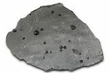 Plate of + Red Embers Garnets in Graphite - Massachusetts #375773-1